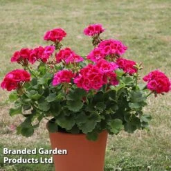 Geranium Giants Collection -Garden Glory Sales GERA POWERVIOL S14646