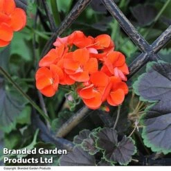 Geranium 'Tall Dark & Handsome Orange' -Garden Glory Sales GERA TALLDKHSM T23686