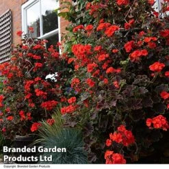 Geranium 'Tall Dark & Handsome Orange' -Garden Glory Sales GERA TALLDKHSM T33985