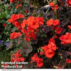 Geranium 'Tall Dark & Handsome Orange' -Garden Glory Sales GERA TALLDKHSM T33987