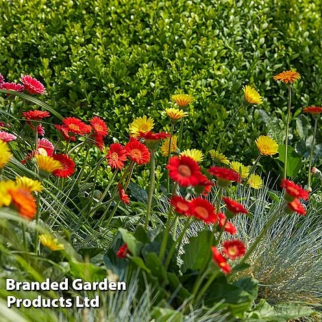 Gerbera Garvinea 'Cheeky Collection' 3 Gerbera Garvinea 'Cheeky Collection'
