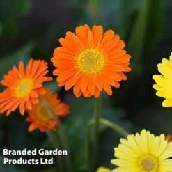 Gerbera Garvinea 'Cheeky Collection' 16 Gerbera Garvinea 'Cheeky Collection' -Garden Glory Sales GERB CHEEKORAN D