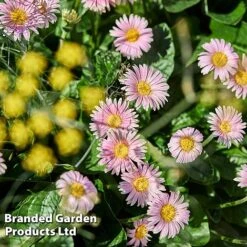 Gerbera Garvinea 'Cheeky Collection' 19 Gerbera Garvinea 'Cheeky Collection' -Garden Glory Sales GERB CHEEKPINK F