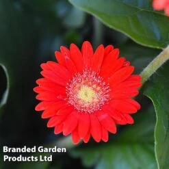 Gerbera Garvinea 'Cheeky Collection' 20 Gerbera Garvinea 'Cheeky Collection' -Garden Glory Sales GERB CHEEKRED G