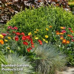 Gerbera Garvinea 'Cheeky Collection' 17 Gerbera Garvinea 'Cheeky Collection' -Garden Glory Sales GERB CHEEKYMIX S49056