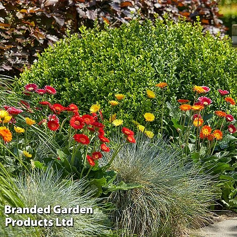 Gerbera Garvinea 'Cheeky Collection' 8 Gerbera Garvinea 'Cheeky Collection' - Image 6