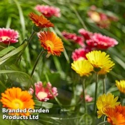 Gerbera Garvinea 'Cheeky Collection' 18 Gerbera Garvinea 'Cheeky Collection' -Garden Glory Sales GERB CHEEKYMIX S49058