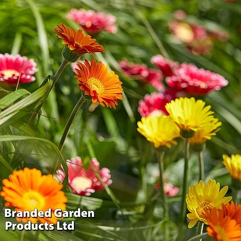 Gerbera Garvinea 'Cheeky Collection' 9 Gerbera Garvinea 'Cheeky Collection' - Image 7