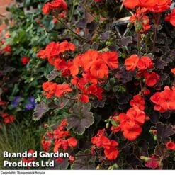 Geranium 'Tall Dark & Handsome Orange' -Garden Glory Sales GERTALLDARKANDHANDSOMEORANGE KC5952 A