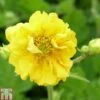 Geum 'Sunrise' 1 Geum 'Sunrise' -Garden Glory Sales GEUM T82209 A