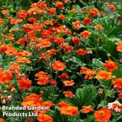 Perennial Collection -Garden Glory Sales GEUM MRSBRADSH L3401311