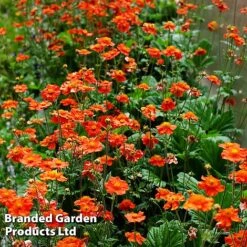 Best Value Perennial Collection -Garden Glory Sales GEUM MRSBRADSH L34013202