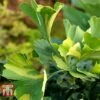 Ginkgo Biloba 'Mariken' -Garden Glory Sales GING TKA313 A