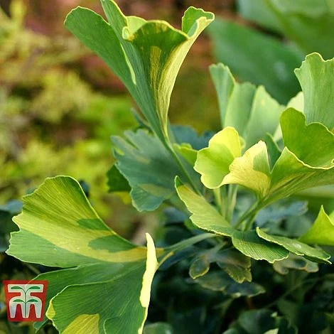 Ginkgo Biloba 'Mariken' 3 Ginkgo Biloba 'Mariken'
