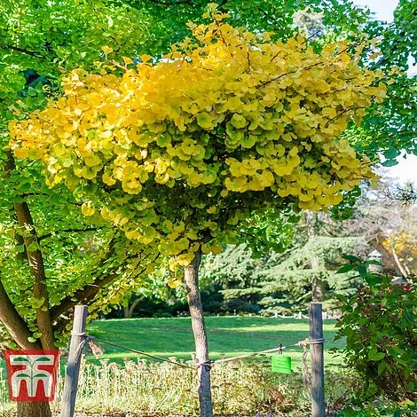 Ginkgo Biloba 'Mariken' 4 Ginkgo Biloba 'Mariken' - Image 2