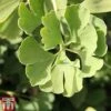 Ginkgo Biloba 'Fastigiata Blagon' -Garden Glory Sales GINK TKA2039 A