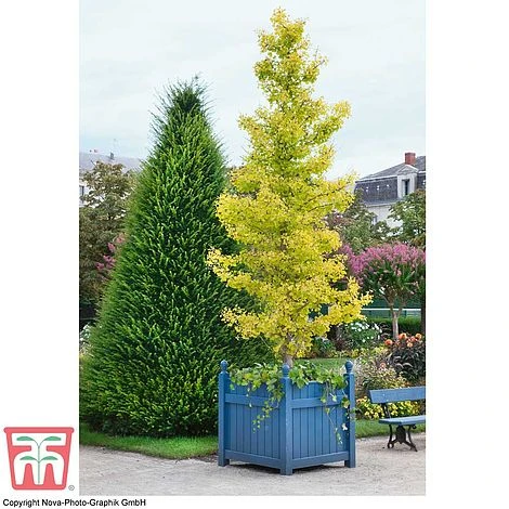 Ginkgo Biloba 'Fastigiata Blagon' 4 Ginkgo Biloba 'Fastigiata Blagon' - Image 2