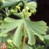 Ginkgo Biloba -Garden Glory Sales GINK TKA2043 A