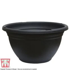 Primrose 'Arizona Bicolor' (Pre-Planted) 9 Primrose 'Arizona Bicolor' (Pre-Planted) -Garden Glory Sales GR POT NEW