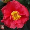 Camellia Japonica 'Guilio Nuccio' -Garden Glory Sales GUIK 26827 A1