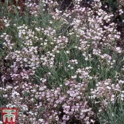 Bare Root Perennial Collection -Garden Glory Sales GYPS 10524 A1