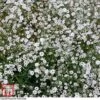 Gypsophila Paniculata 'Double Snowflake' -Garden Glory Sales GYPS WKB9357 A