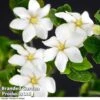 Gardenia Jasminoides 'Kleim's Hardy' -Garden Glory Sales Gardenia kleim 1