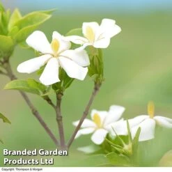 Gardenia Jasminoides 'Kleim's Hardy' -Garden Glory Sales Gardenia kleim 3