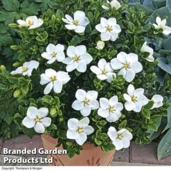 Gardenia Jasminoides 'Kleim's Hardy' -Garden Glory Sales Gardenia kleim 4