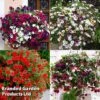 Hanging Basket Mixed Collection -Garden Glory Sales HANG KC9913 A
