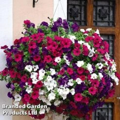 Hanging Basket Mixed Collection -Garden Glory Sales HANG KC9913 B