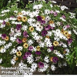 Hanging Basket Mixed Collection -Garden Glory Sales HANG KC9913 C