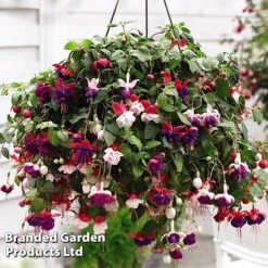 Hanging Basket Mixed Collection -Garden Glory Sales HANG KC9913 D