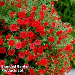 Hanging Basket Mixed Collection -Garden Glory Sales HANG KC9913 E