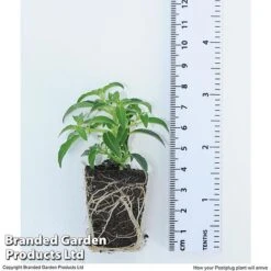 Hanging Basket Mixed Collection -Garden Glory Sales HANG KC9913 H