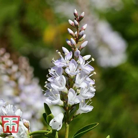 Hebe 'Champagne' 3 Hebe 'Champagne'