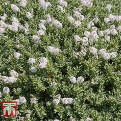 Hebe 'Champagne' 5 Hebe 'Champagne' -Garden Glory Sales HEBE 57818 B