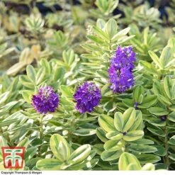 Hebe 'Silver Queen' -Garden Glory Sales HEBE 8028 A1