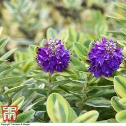 Hebe 'Silver Queen' -Garden Glory Sales HEBE 8028 A2