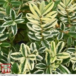 Hebe 'Silver Queen' -Garden Glory Sales HEBE T28595 A1