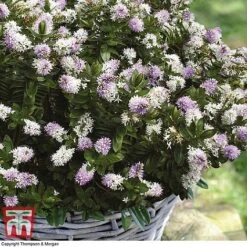 Hebe 'High Voltage' -Garden Glory Sales HEBE T71349 C