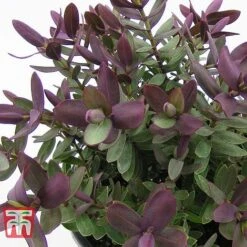 Hebe 'Super Red' -Garden Glory Sales HEBE TKA0891 B