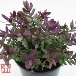 Hebe 'Super Red' -Garden Glory Sales HEBE TKA0891 C