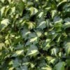 Hedera Helix 'Goldheart' -Garden Glory Sales HEDE T58001 A h