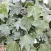 Hedera Helix 'Green Ripple' -Garden Glory Sales HEDE TKA0897 A