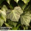 Hedera Helix 'Woerner' -Garden Glory Sales HEDE WOERNER R44898