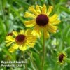 Helenium Tip Top -Garden Glory Sales HELE KA5443 A