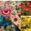 Helenium Collection 2 Helenium Collection -Garden Glory Sales HELE TKA1032 A