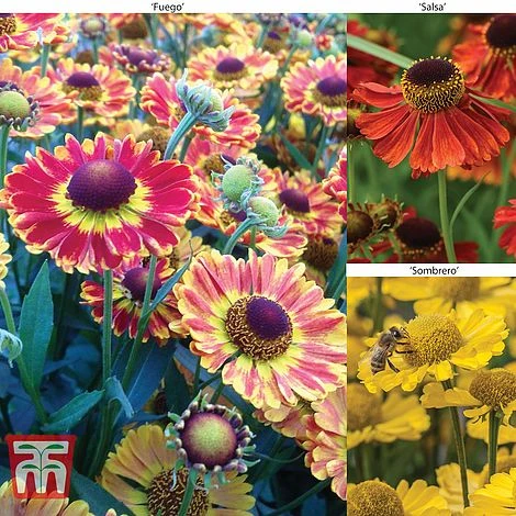 Helenium Collection 3 Helenium Collection