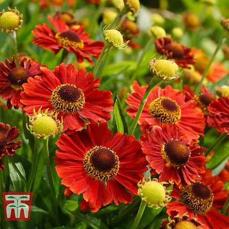 Helenium Collection 4 Helenium Collection - Image 2